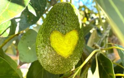 Eating for Heart Health